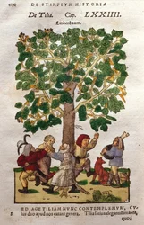 Tiglio
