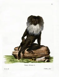 Macaco dalla coda di leone