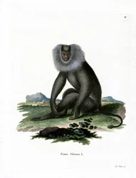 Macaco dalla coda leonina