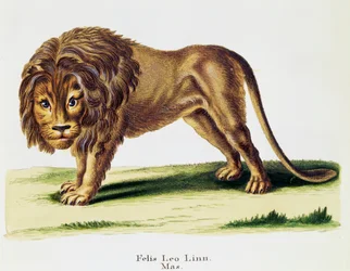 Leone (Felis leo), da Mammiferi illustrati dalla Natura con descrizioni, di Johann Christian Daniel von Schreber (1739-1810), incisione di H I Tisroff, volume 3, tavola 97-A, Germania