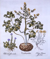 Foglia di leone e fiori alpini, da Hortus Eystettensis, di Basil Besler, pub. 1613