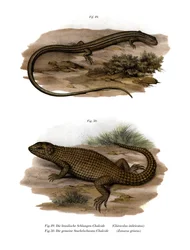 Lucertola