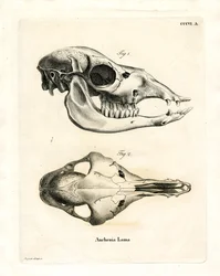 Teschio di lama