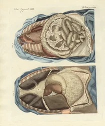 Posizione degli intestini nel corpo umano