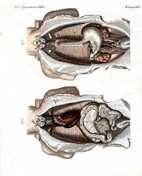 Posizione degli intestini nel corpo umano