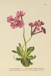 Primula a fiori lunghi (Primula longiflora)