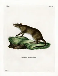 Bandicoot dal naso lungo