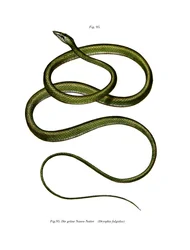Serpente albero dal naso lungo