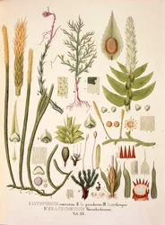 Lycopodium e Brachymenium, tavola XX da 