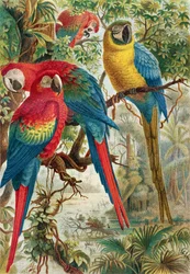 Ara, tavola da Brehms Tierleben: Allgemeine Kunde des Tierreichs, vol.5, p.60, pubblicato da Bibliographisches Institut