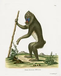 Mandrillo
