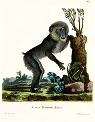 Mandrillo