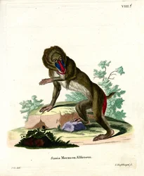 Mandrillo
