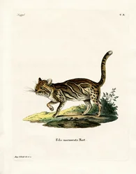 Gatto marmorizzato
