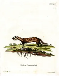 Furetto Marmorizzato