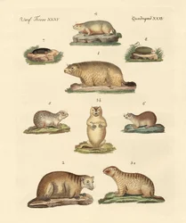 Marmotte e talpe