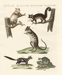 Marsupiali