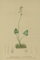 Rugiada dei prati (Thalictrum alpinum)