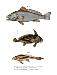 Ombrina