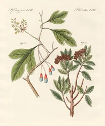 Piante medicinali