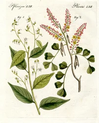 Piante medicinali