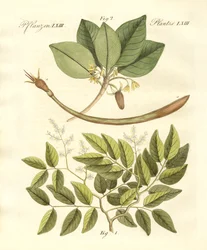 Piante medicinali