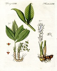 Piante medicinali