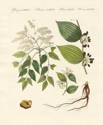 Piante medicinali