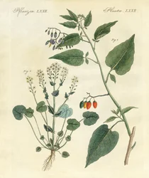 Piante medicinali
