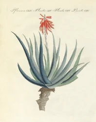 Piante medicinali