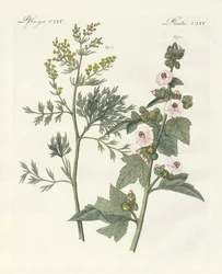 Piante medicinali
