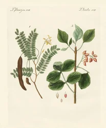 Piante medicinali