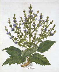 Salvia mediterranea, da "Hortus Eystettensis" di Basil Besler