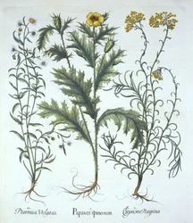 Papavero messicano, elicriso marino e achillea, da Hortus Eystettensis, di Basil Besler, pub. 1613