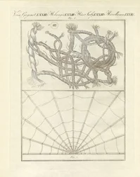 Oggetti microscopici