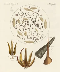 Oggetti microscopici