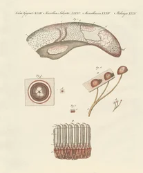 Studio microscopico della lingua della mucca
