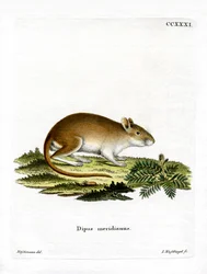 Gerbillo di mezzogiorno