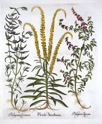 Reseda, menta poleggio e menta palustre, da Hortus Eystettensis, di Basil Besler, pub. 1613