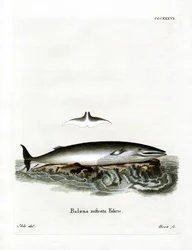 Balena minke