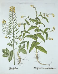 Crescione mitrato e senape bianca, da Hortus Eystettensis, di Basil Besler, pub. 1613
