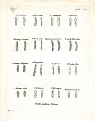 Molari