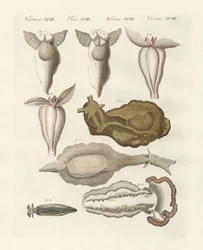 Molluschi