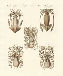 Molluschi o vermi molli