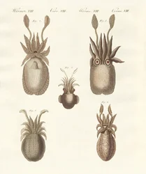 Molluschi o vermi molli
