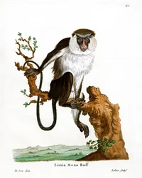 Scimmia Mona