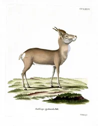Gazzella mongola
