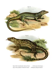 Lucertola monitor
