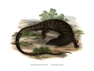 Lucertola monitor