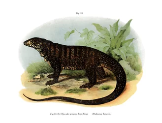 Lucertola monitor